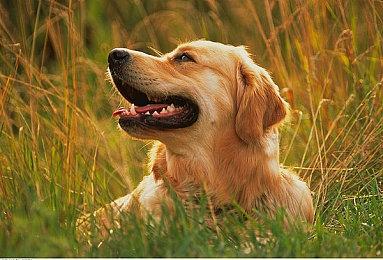 《任天堂明星大乱斗特别版》角色胜率接近平衡